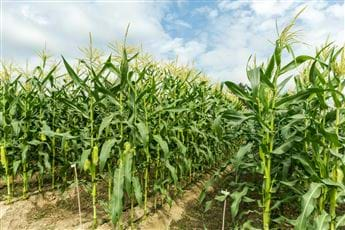 Agriculture Irrigation